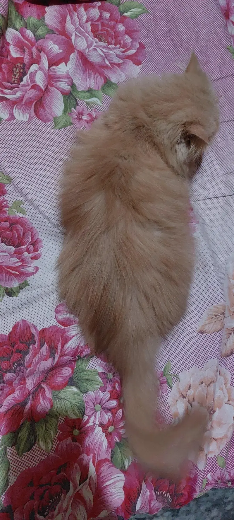 Female triple coated cat — photo 10