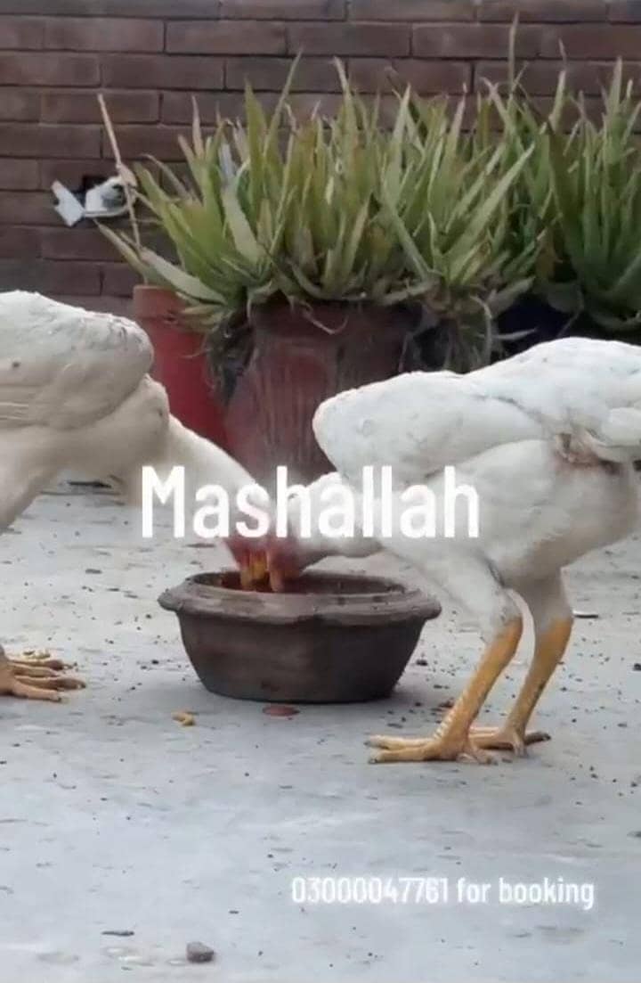 17000 0
