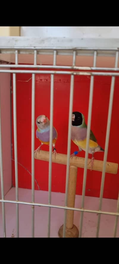 Lady Gouldian split blue pair