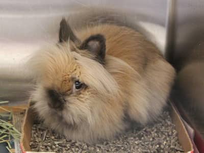 Lionhead & Angora Rabbits
