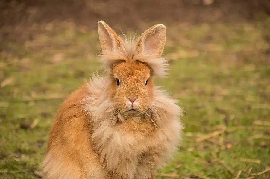 Lionhead & Angora Rabbits — photo 2