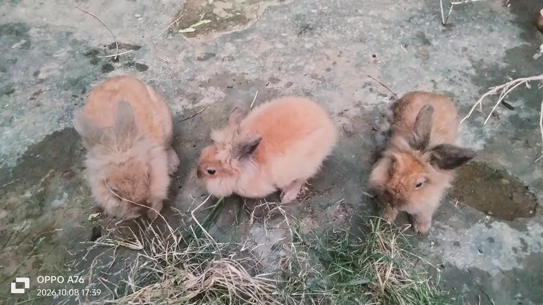 Lionhead & Angora Rabbits — photo 3