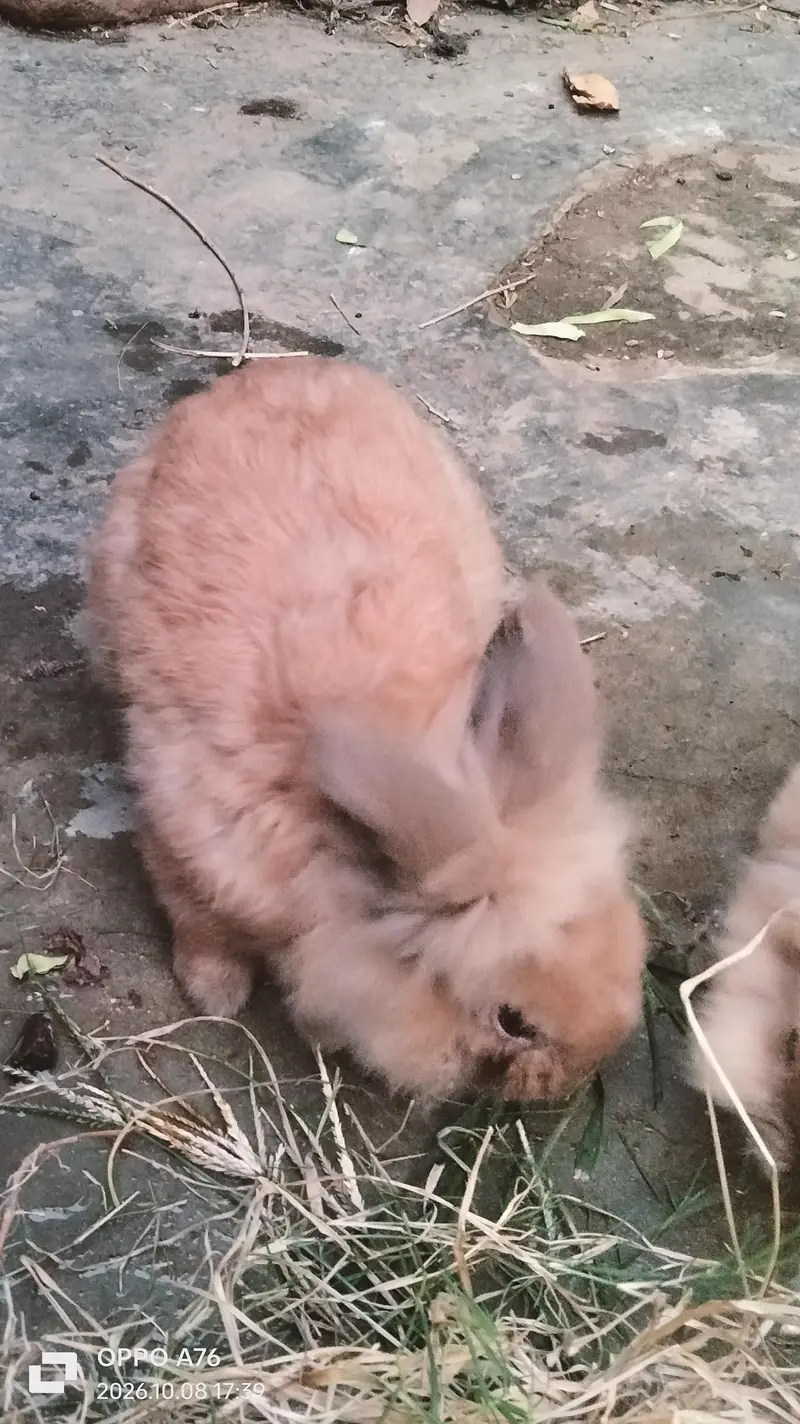Lionhead & Angora Rabbits — photo 4