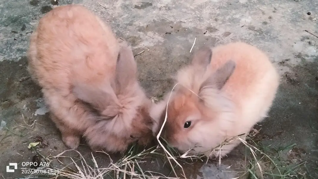 Lionhead & Angora Rabbits — photo 5