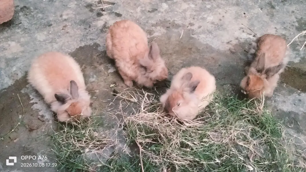 Lionhead & Angora Rabbits — photo 6