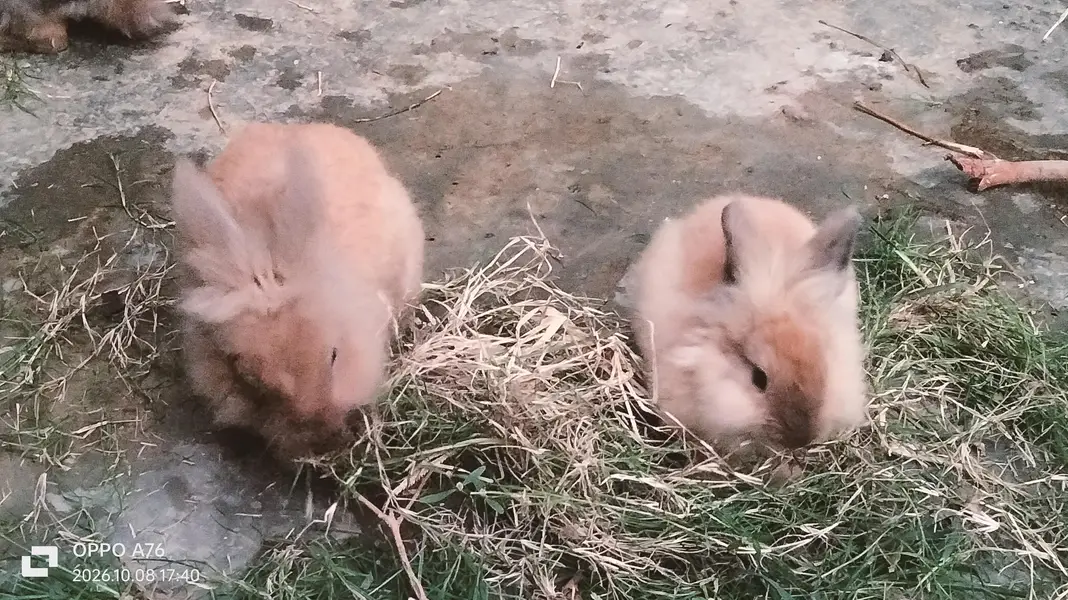 Lionhead & Angora Rabbits — photo 7