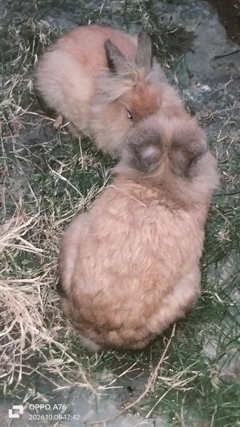 Lionhead & Angora Rabbits — photo 8