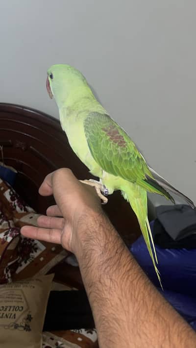 Talking parrot  full talking learning age best age for  train learning