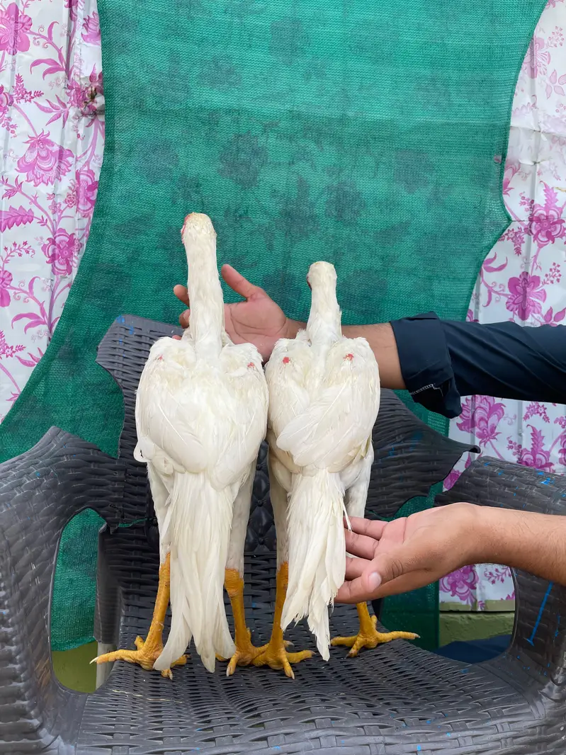 heera pthy — photo 3