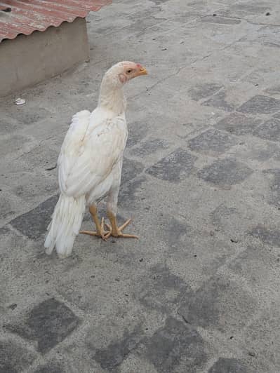 Aseel pathy parhiya for sale