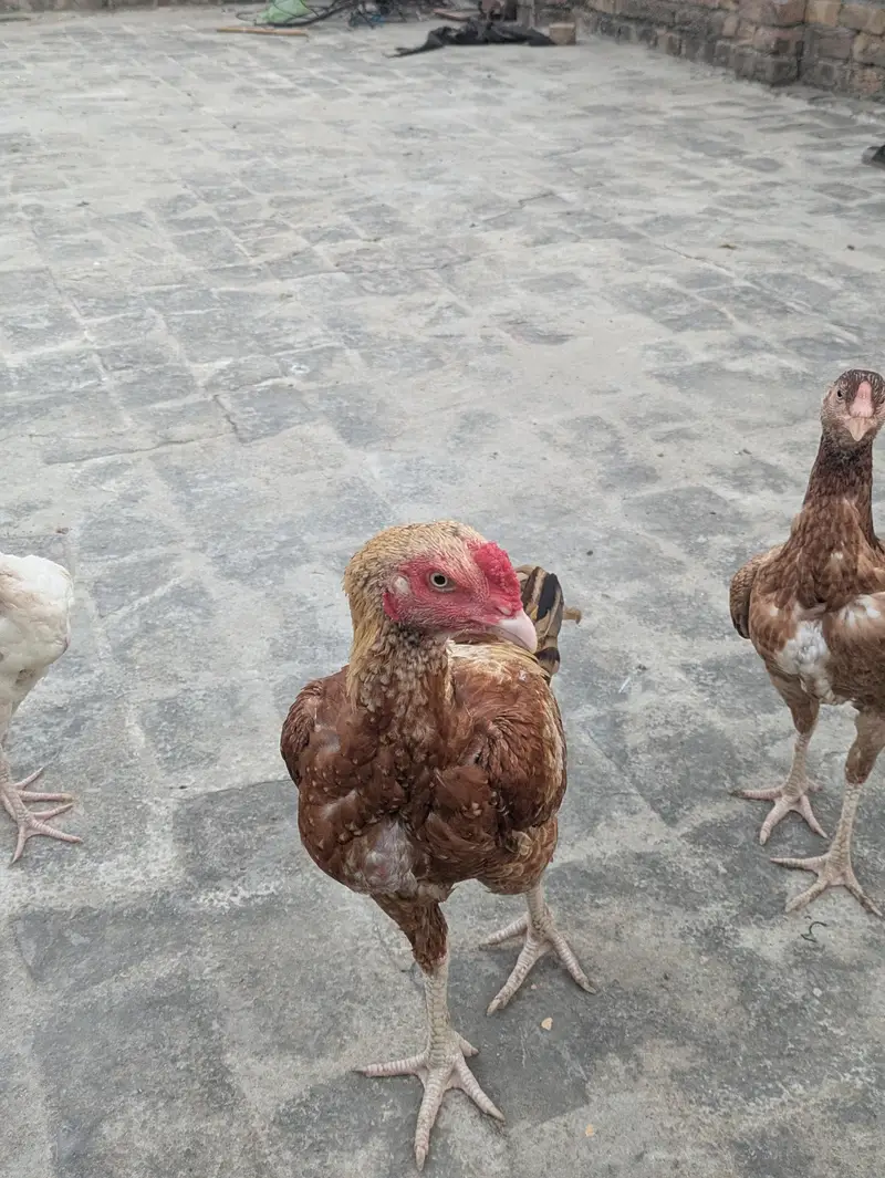 Aseel pathy parhiya for sale — photo 4