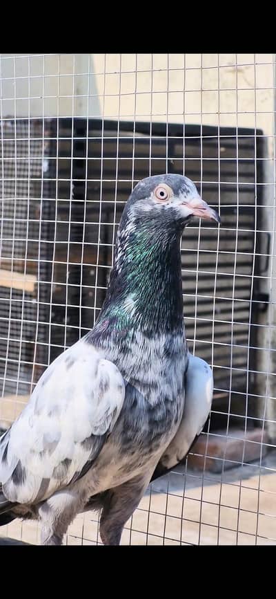 sallary teddy female x dub wali female