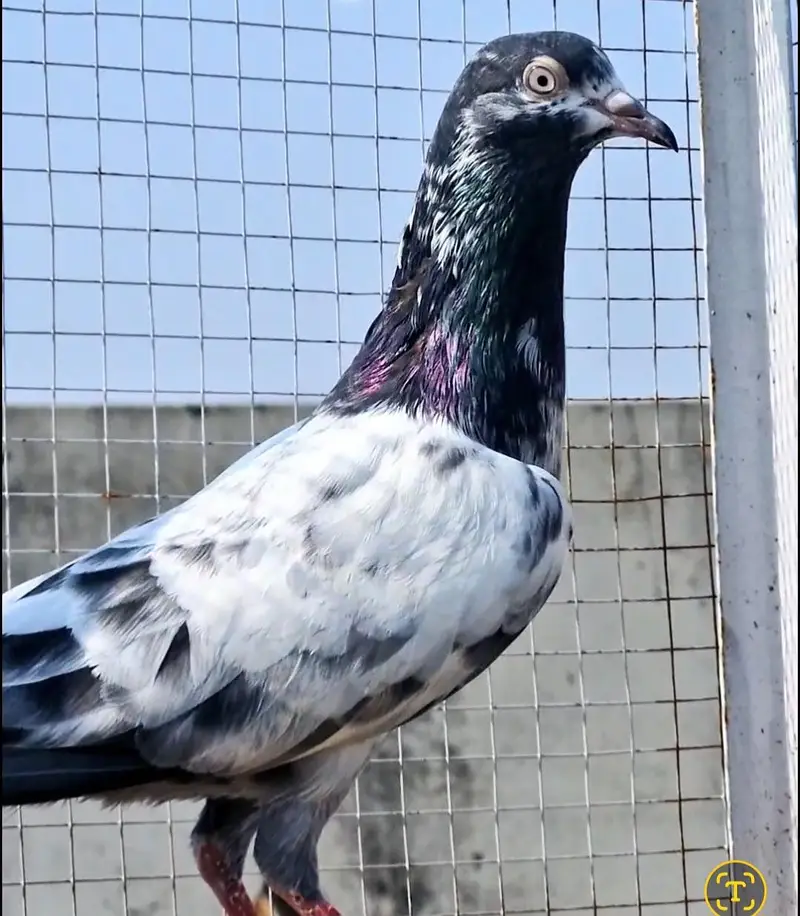 sallary teddy female x dub wali female — photo 2