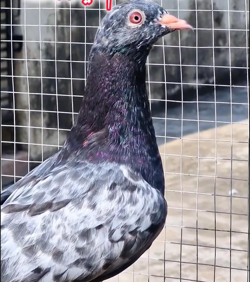 sallary teddy female x dub wali female — photo 3