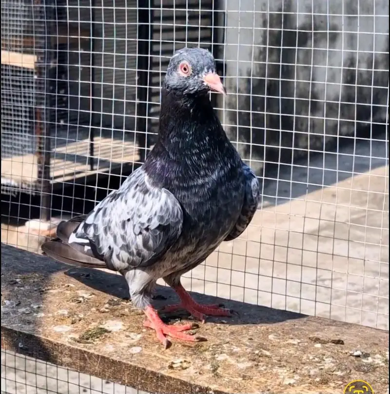 sallary teddy female x dub wali female — photo 4