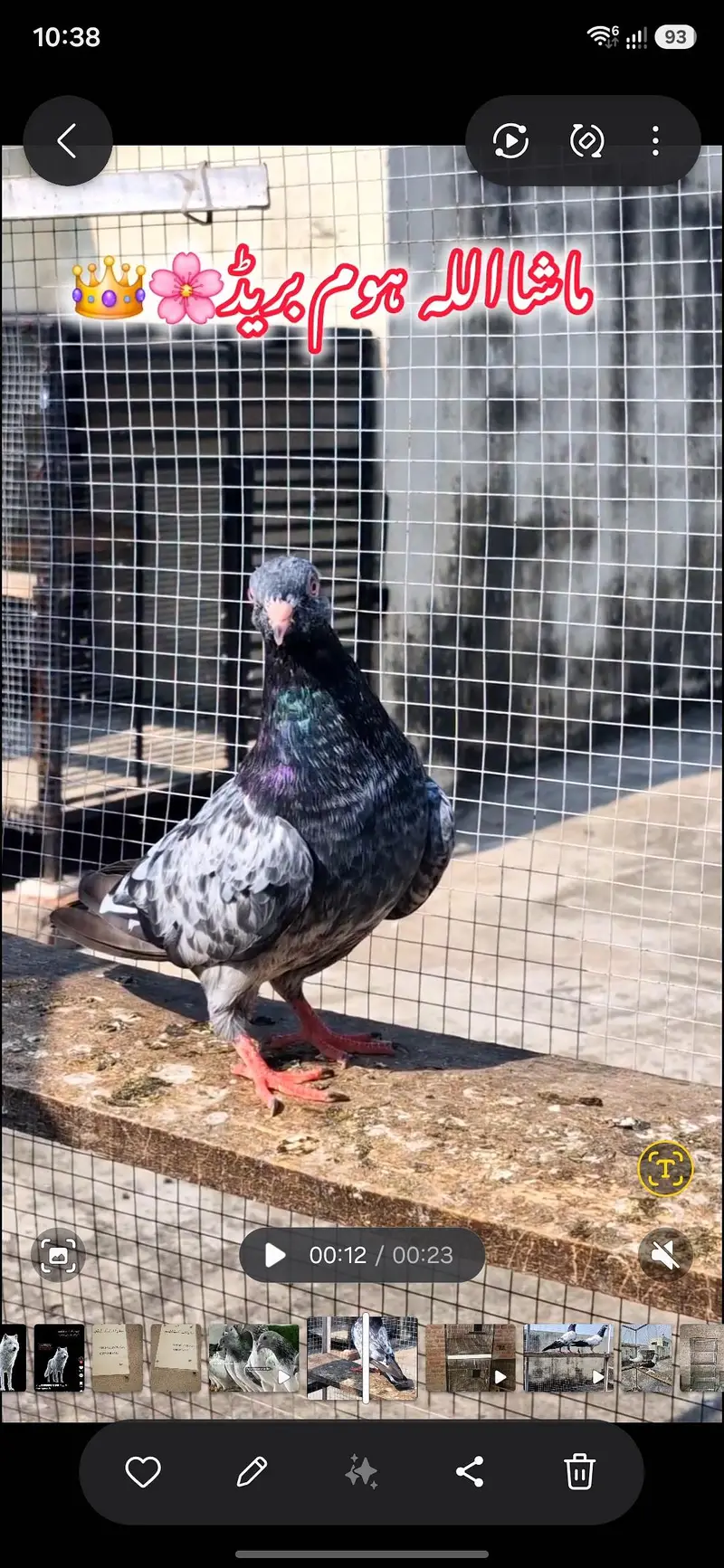 sallary teddy female x dub wali female — photo 5
