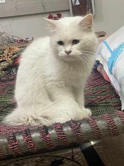 snow bell