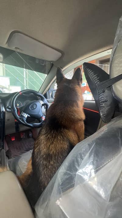 German shepherd ( Female)