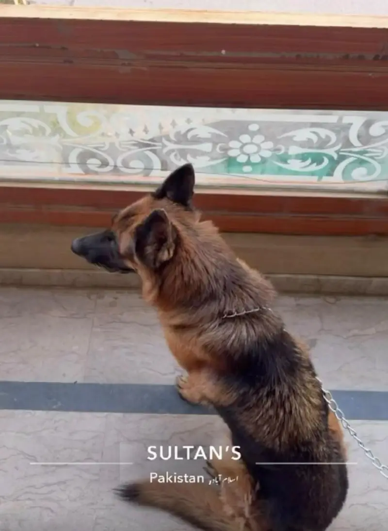 German shepherd ( Female) — photo 2