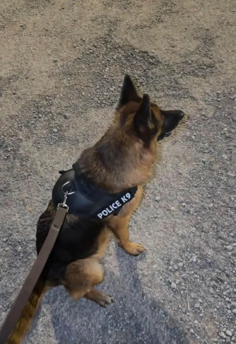 German shepherd ( Female) — photo 3