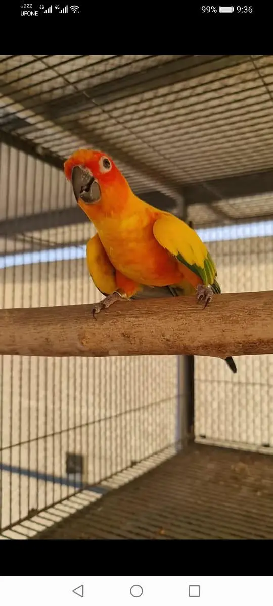 Sun Conure, Cocktails,Buggies — photo 2
