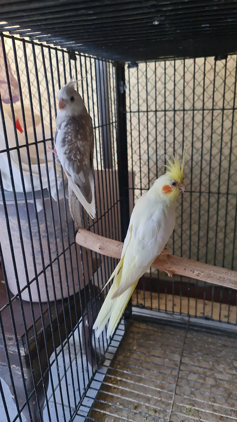 Sun Conure, Cocktails,Buggies — photo 3