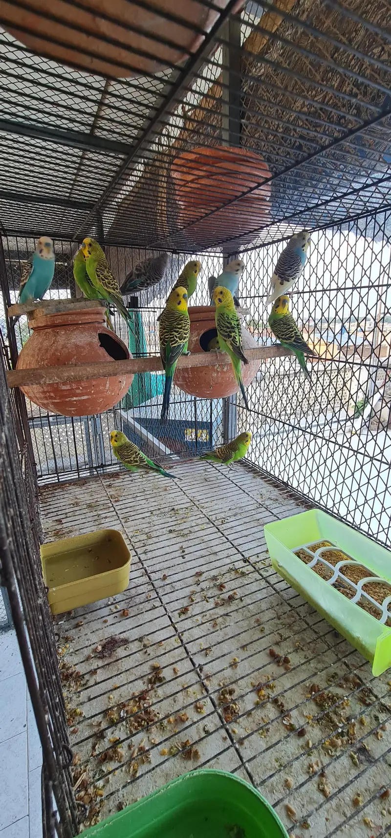 Sun Conure, Cocktails,Buggies — photo 4