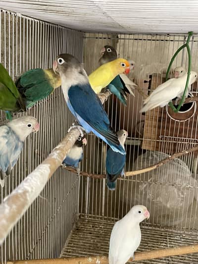 Albino red eyes creamino mix lovebirds AVail for Sale