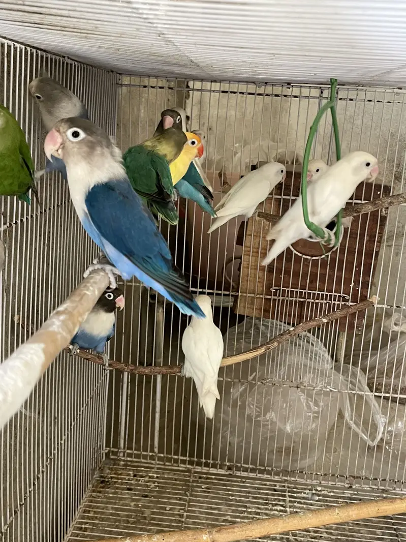 Albino red eyes creamino mix lovebirds AVail for Sale — photo 2