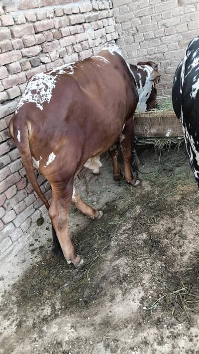 wachy .  jori hai