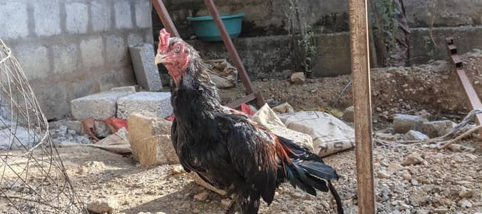 aseel mushka home breed