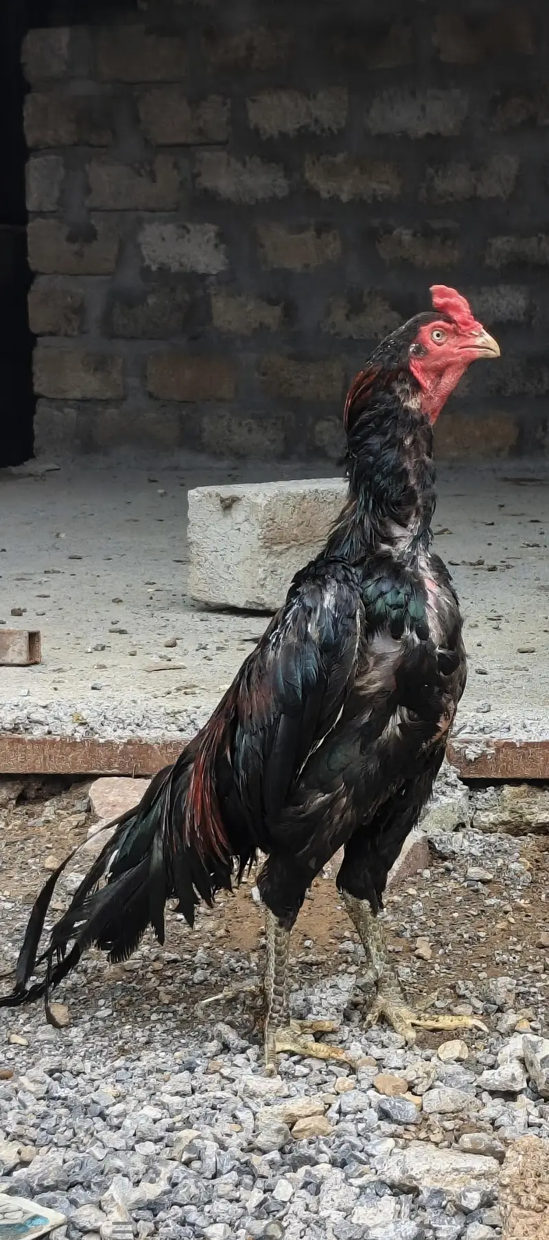 aseel mushka home breed — photo 2