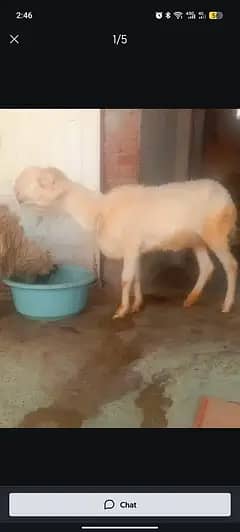 Mundri breed paid for sale