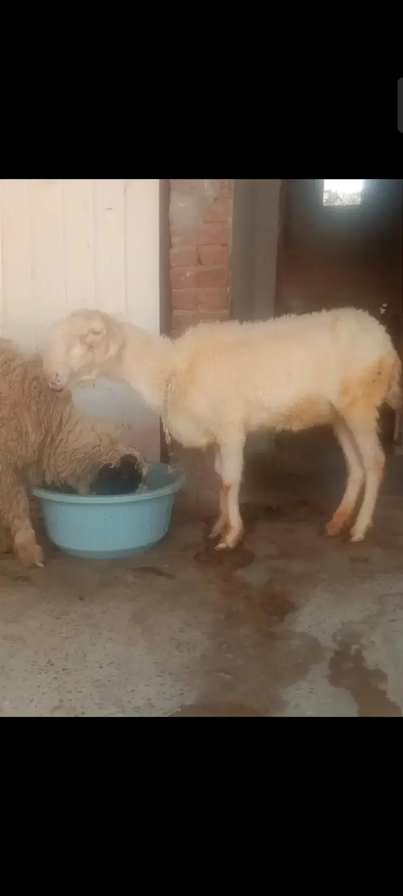 Mundri breed paid for sale — photo 2