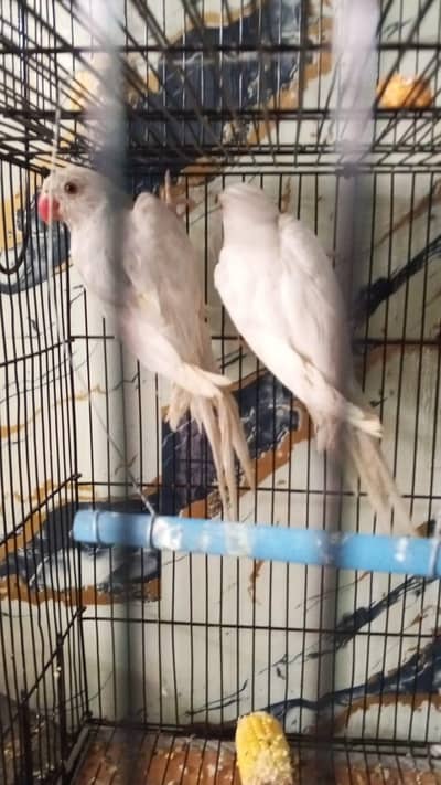 white ring pair
