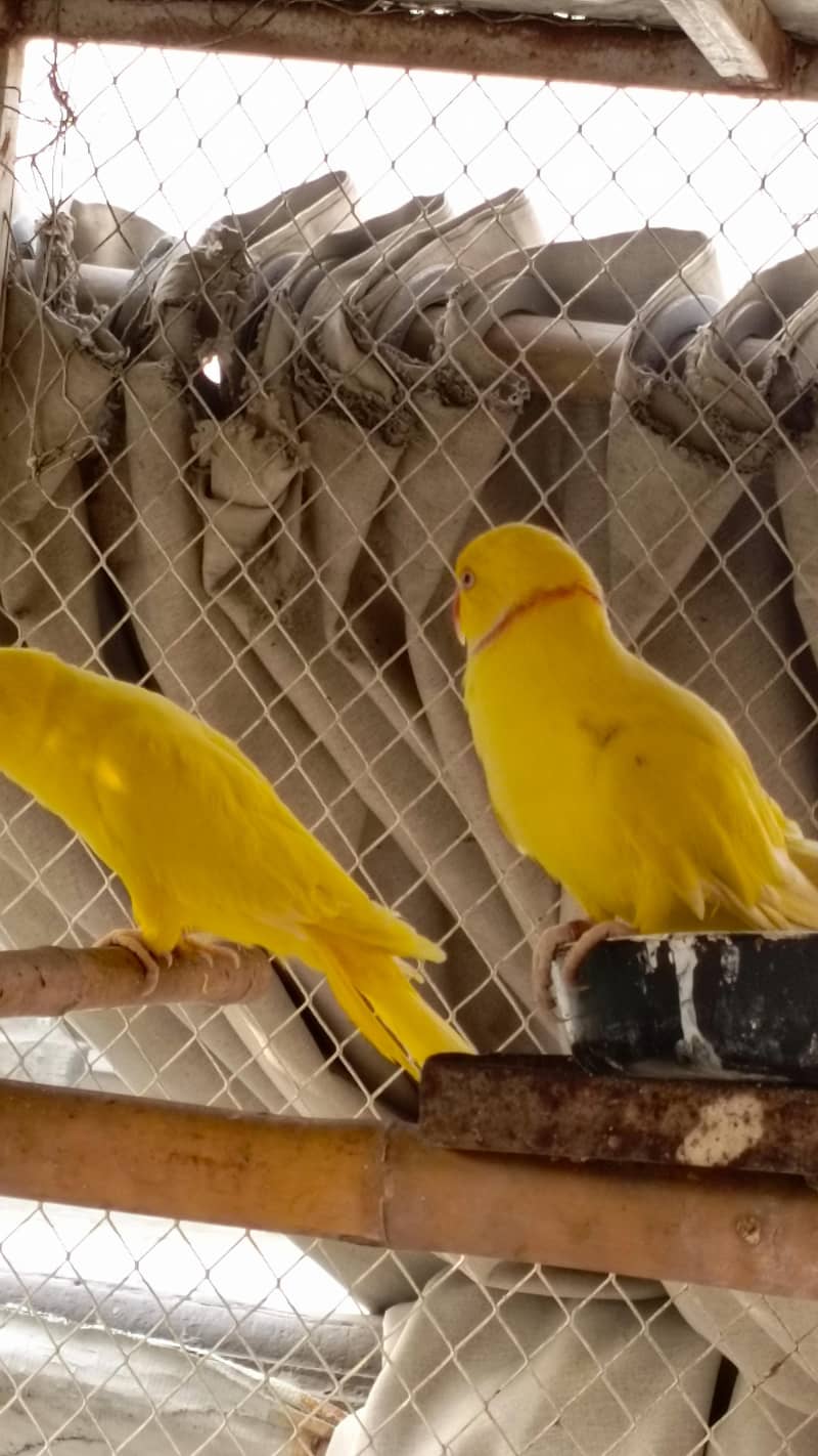 breeder pair 0