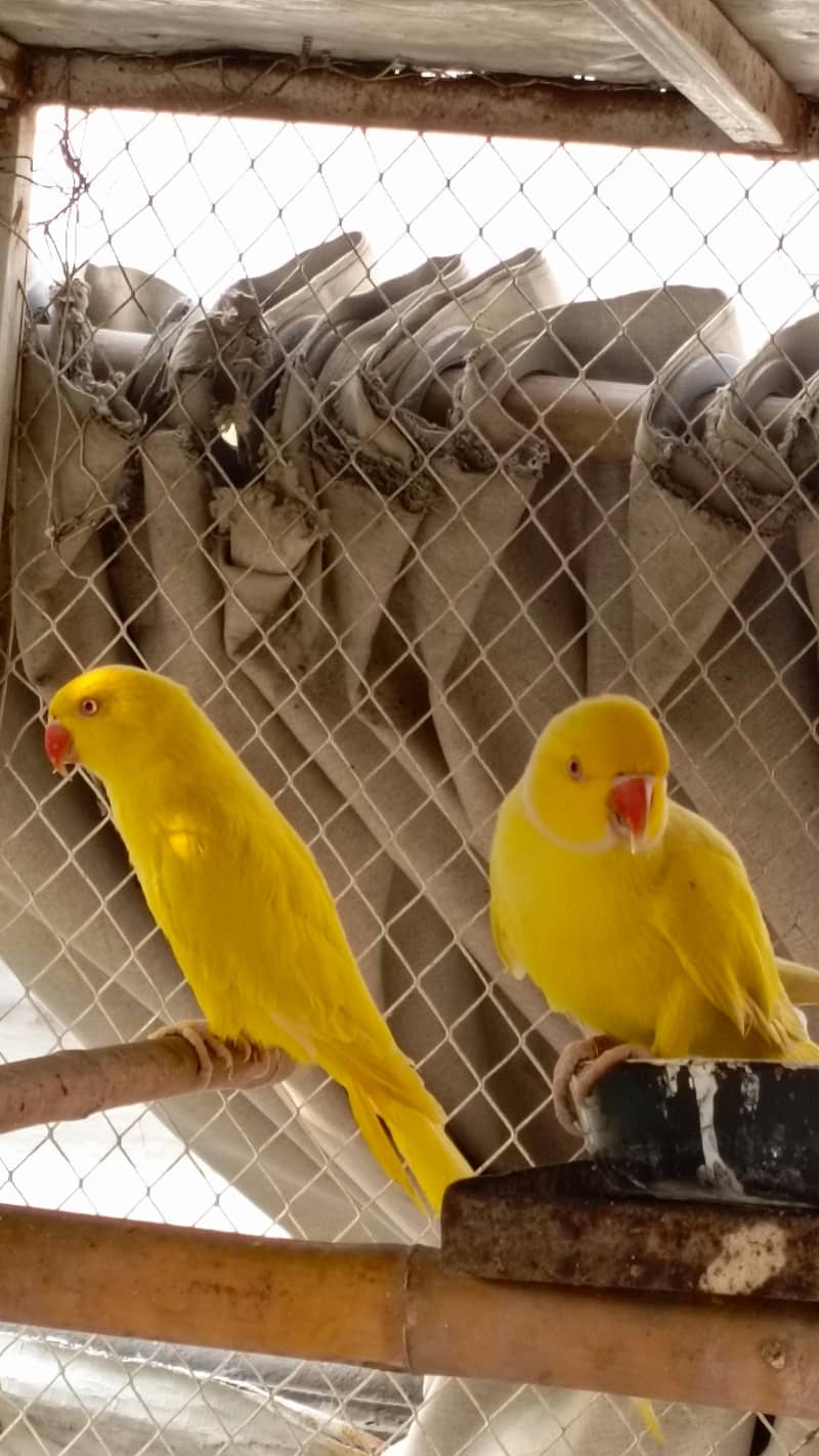 breeder pair 1