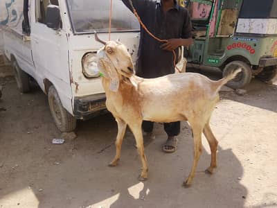 kamori bakri