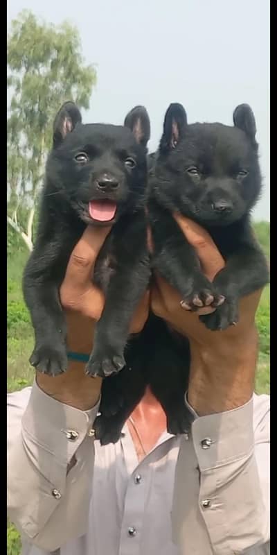 Black German Shepherd double coat pair for sale
