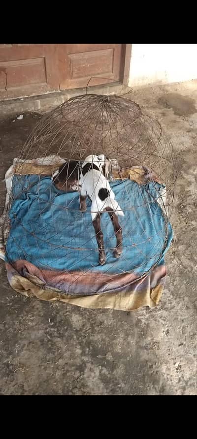 beetal bakri
