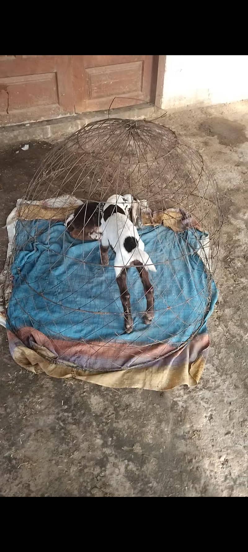 beetal bakri 0