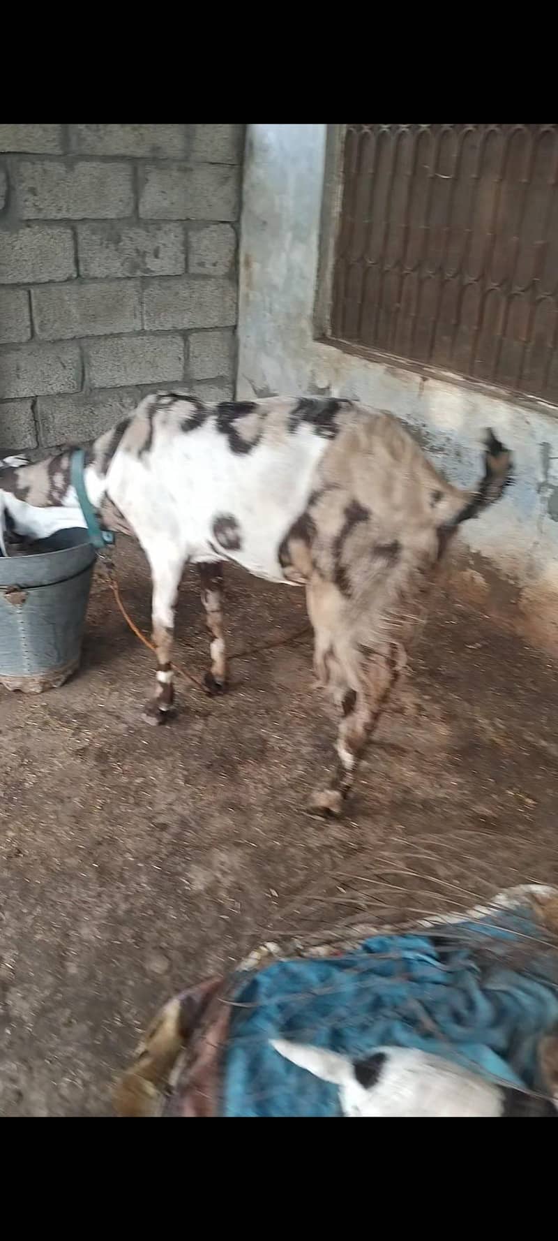 beetal bakri 1
