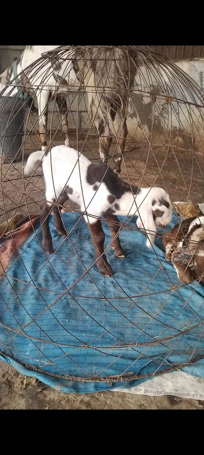 beetal bakri 2