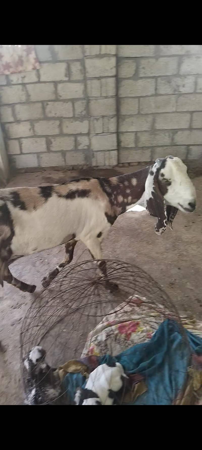 beetal bakri 3