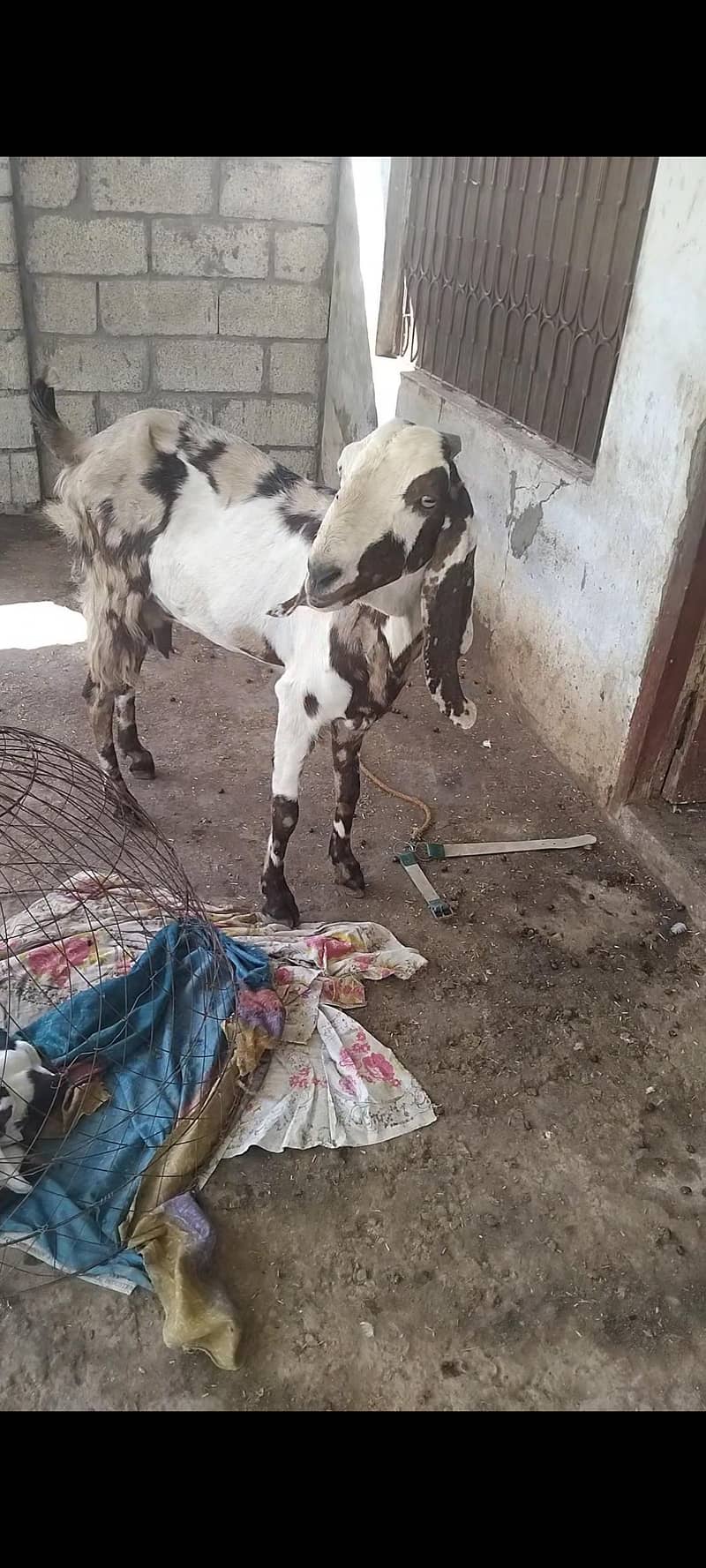 beetal bakri 4