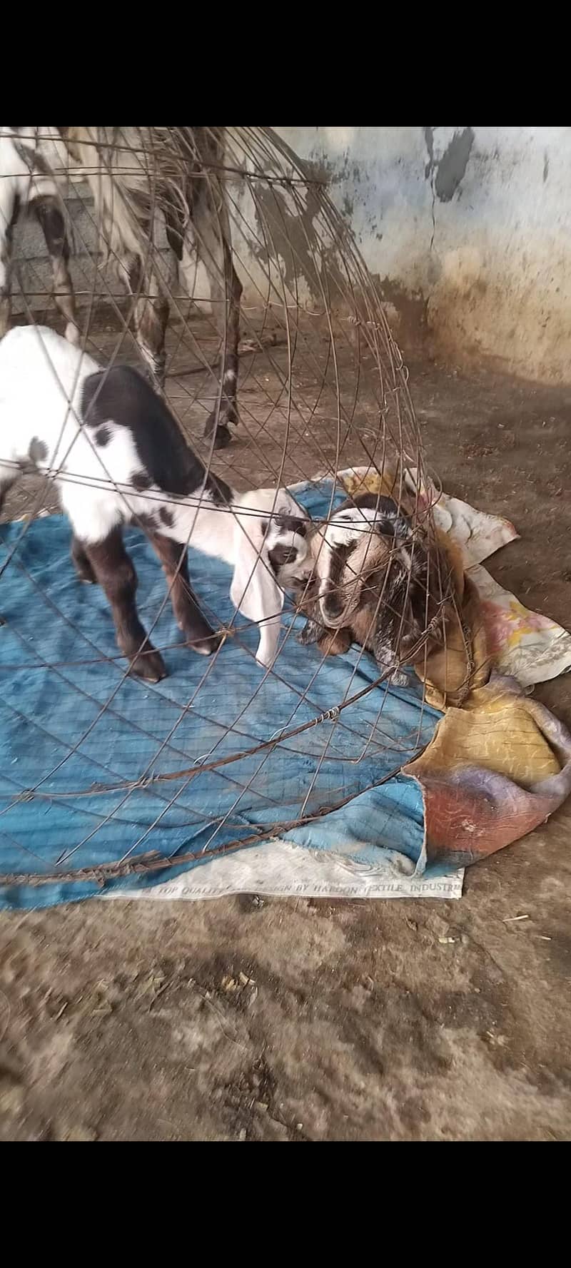 beetal bakri 5
