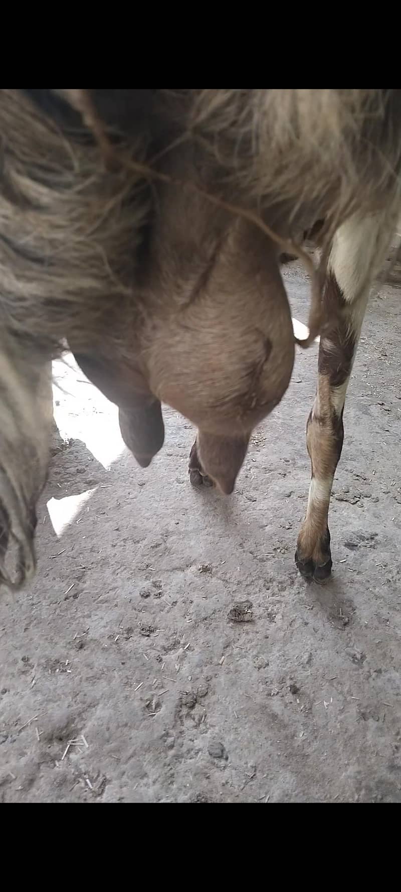 beetal bakri 6