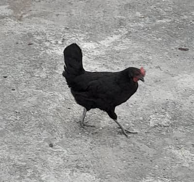 Black hen