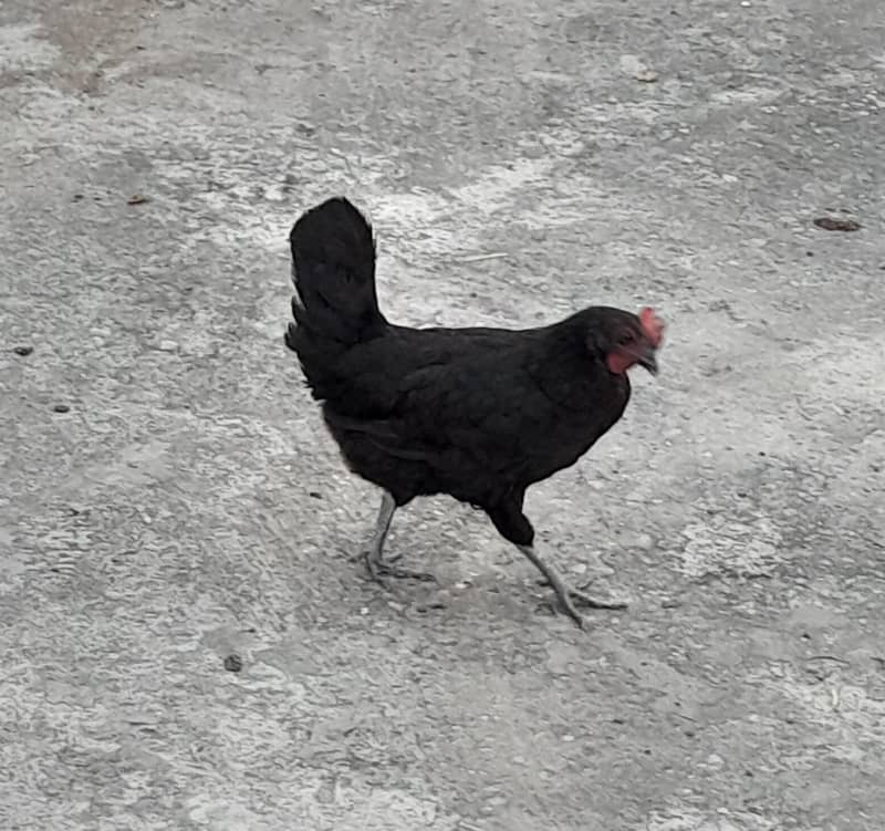 Black hen 0