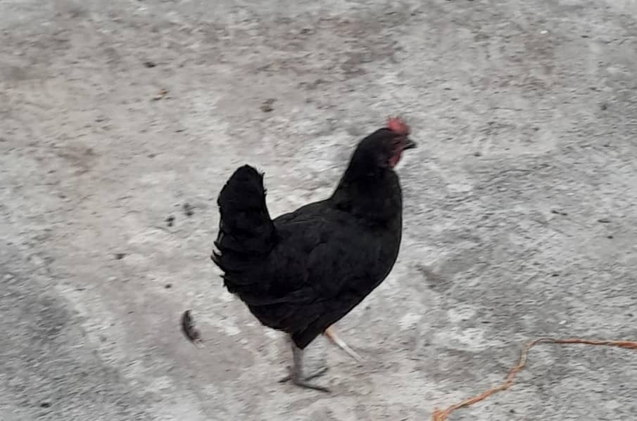 Black hen 1